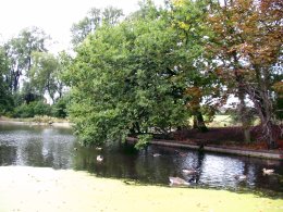 The Lake The Lake