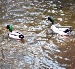 Ducks