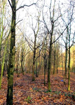 Woodland
